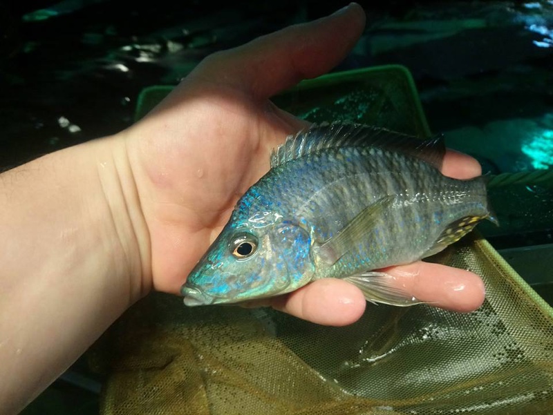 Aulonocara rostratum